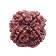 4 Mukhi Rudraksha Java - Wisdom of Lord Brahma | Brahmatells - BrahmatellsStore