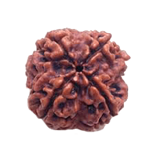 4 Mukhi Rudraksha Java - Wisdom of Lord Brahma | Brahmatells - BrahmatellsStore
