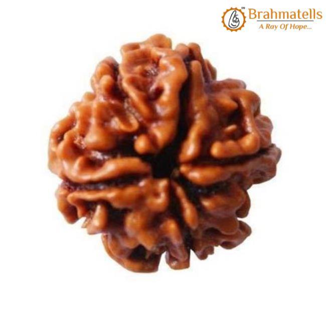 4 Mukhi Rudraksha Java - Wisdom of Lord Brahma | Brahmatells - BrahmatellsStore