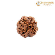4 Mukhi Rudraksha Java - Wisdom of Lord Brahma | Brahmatells - BrahmatellsStore