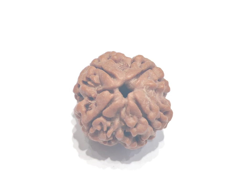 Four Mukhi Rudraksha Bead - Enlightenment & Wisdom | Brahmatells