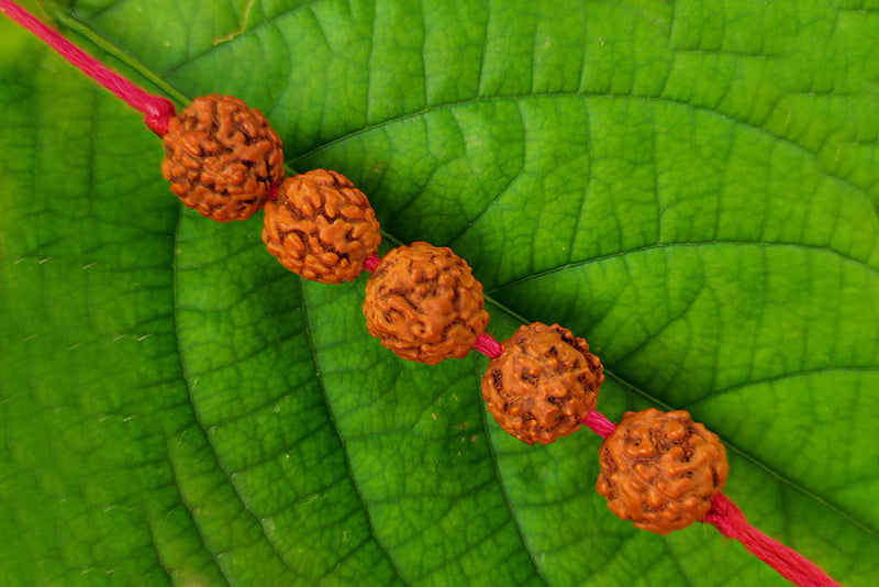 5 Mukhi Rudraksha Band - BrahmatellsStore