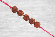 5 Mukhi Rudraksha Band - BrahmatellsStore