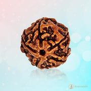 5 Mukhi Rudraksha Bead - Embrace the Essence of Kaalagni Rudra | Brahmatells - BrahmatellsStore