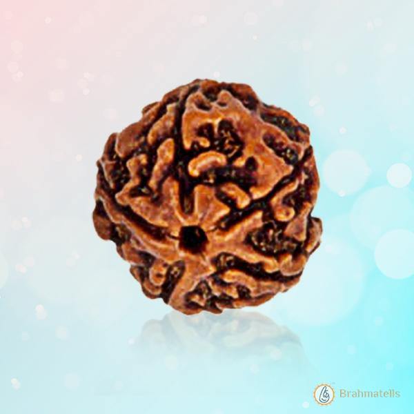5 Mukhi Rudraksha Bead - Embrace the Essence of Kaalagni Rudra | Brahmatells - BrahmatellsStore