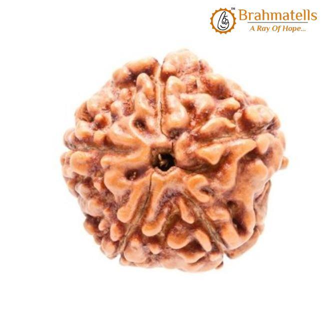 5 Mukhi Rudraksha Java - Embrace Lord Kaalagni Rudra's Power | Brahmatells - BrahmatellsStore