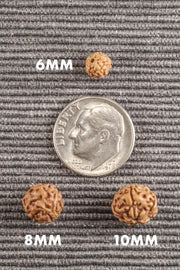 5 Mukhi Rudraksha Seed Stretch Bracelet - BrahmatellsStore