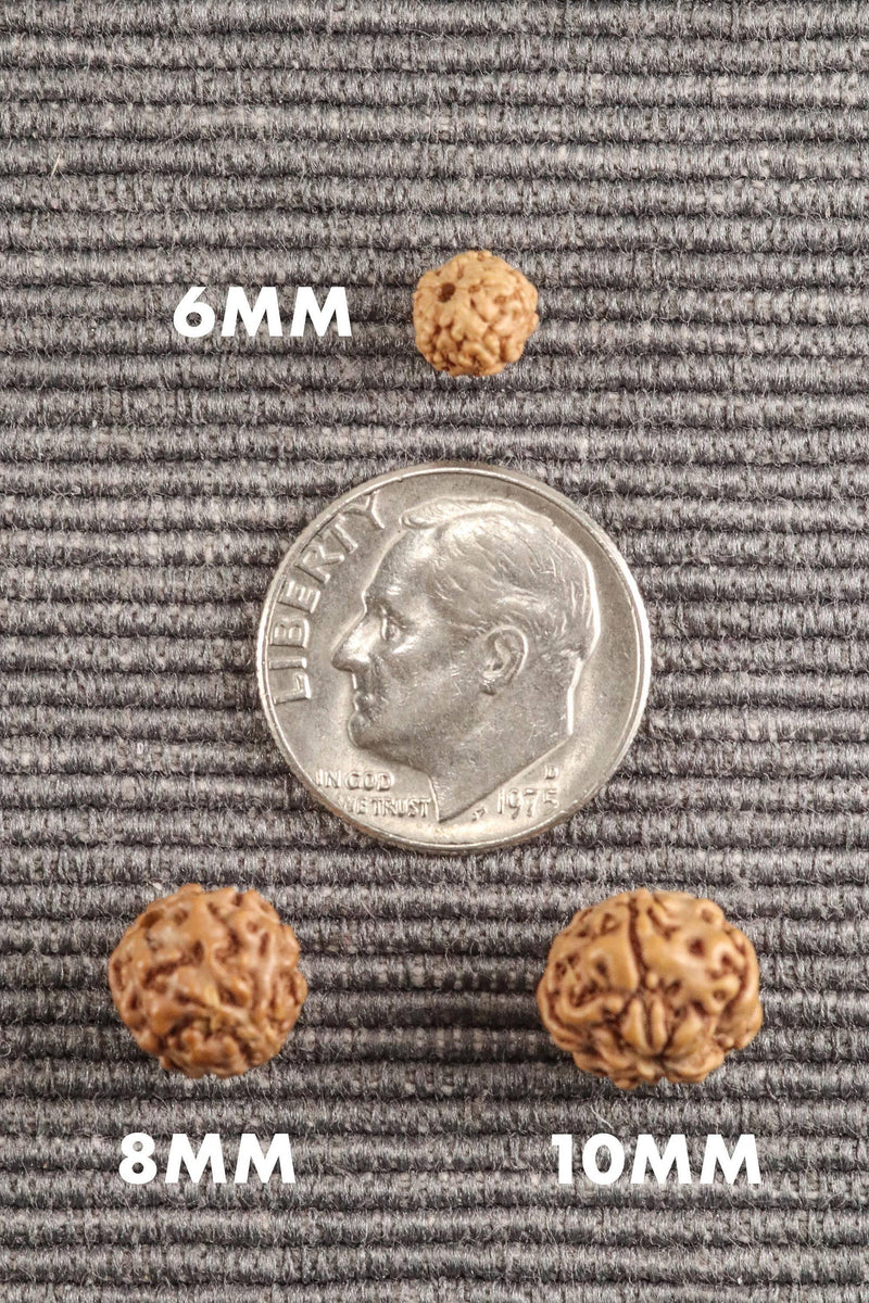 5 Mukhi Rudraksha Seed Stretch Bracelet - BrahmatellsStore