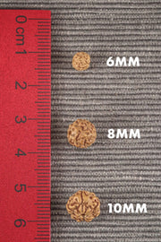 5 Mukhi Rudraksha Seed Stretch Bracelet - BrahmatellsStore