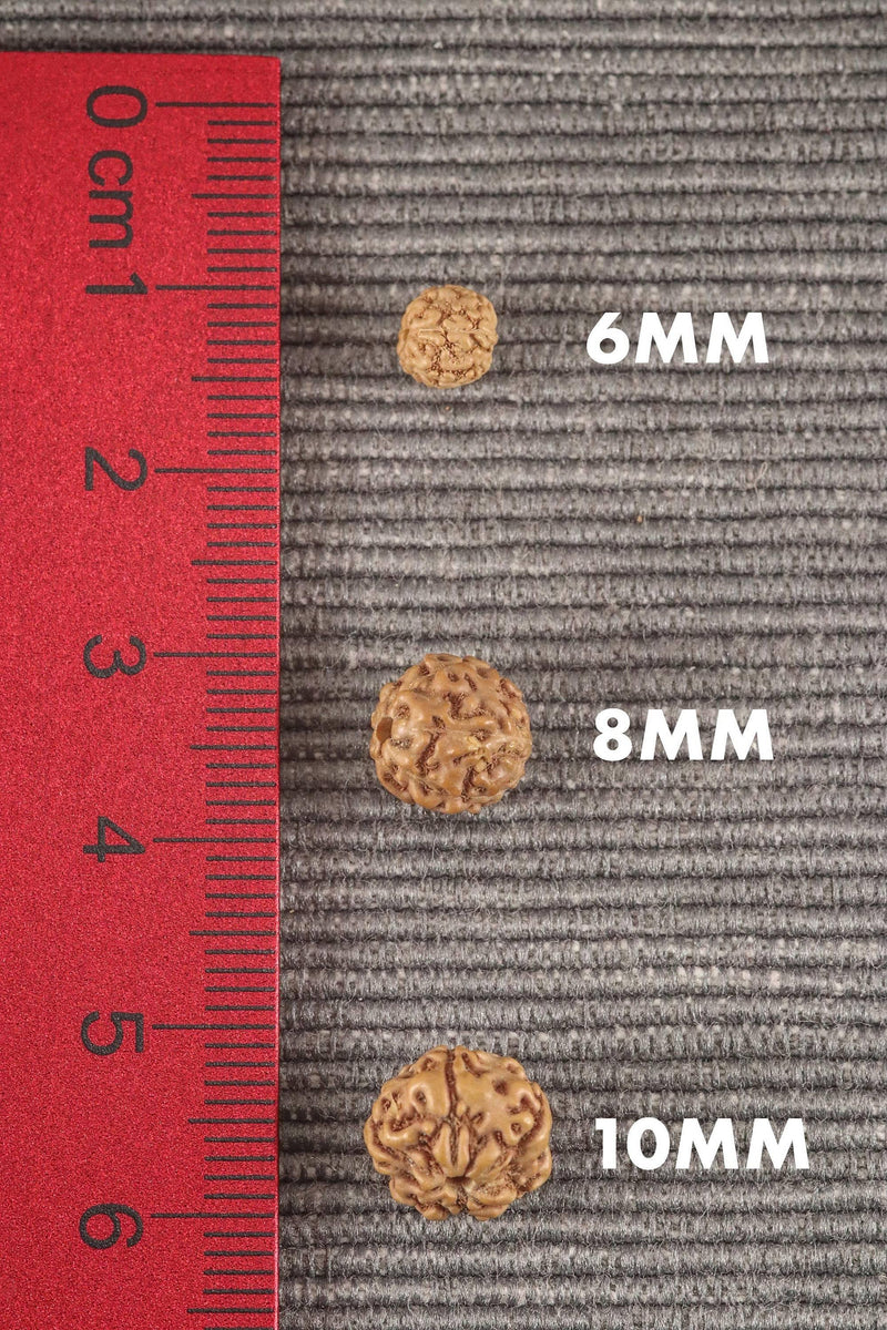 5 Mukhi Rudraksha Seed Stretch Bracelet - BrahmatellsStore