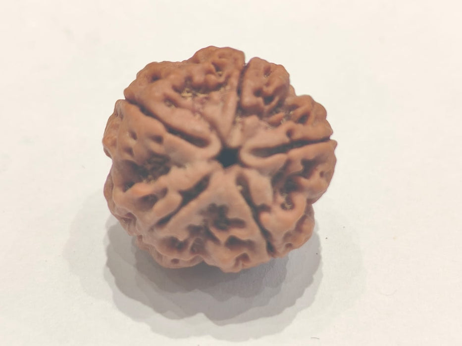 Five Mukhi Rudraksha Bead - Spiritual Harmony & Health | Brahmatells