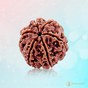 6 Mukhi Light Brown Rudraksha - Channel Lord Kartikeya's Wisdom | Brahmatells"= - BrahmatellsStore