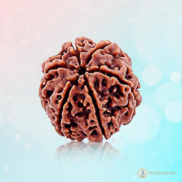 6 Mukhi Light Brown Rudraksha - Channel Lord Kartikeya's Wisdom | Brahmatells"= - BrahmatellsStore