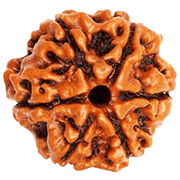 6 Mukhi Rudraksha Bead - Channel Lord Kartikeya's Wisdom | Brahmatells - BrahmatellsStore