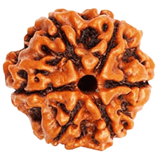 6 Mukhi Rudraksha Bead - Channel Lord Kartikeya's Wisdom | Brahmatells - BrahmatellsStore