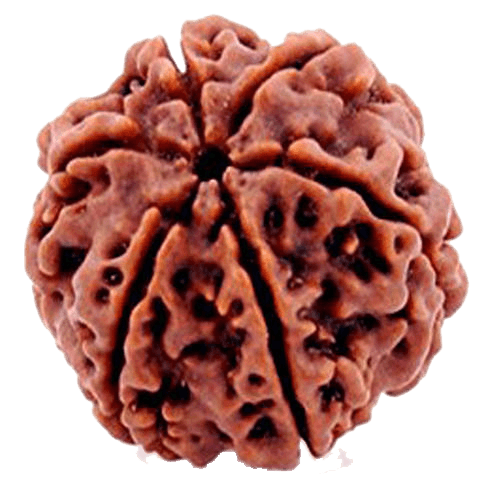 6 Mukhi Rudraksha Bead - Channel Lord Kartikeya's Wisdom | Brahmatells - BrahmatellsStore