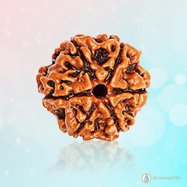 6 Mukhi Rudraksha Bead - Channel Lord Kartikeya's Wisdom | Brahmatells - BrahmatellsStore