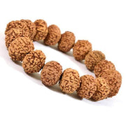 6 Mukhi Rudraksha Bracelet - BrahmatellsStore