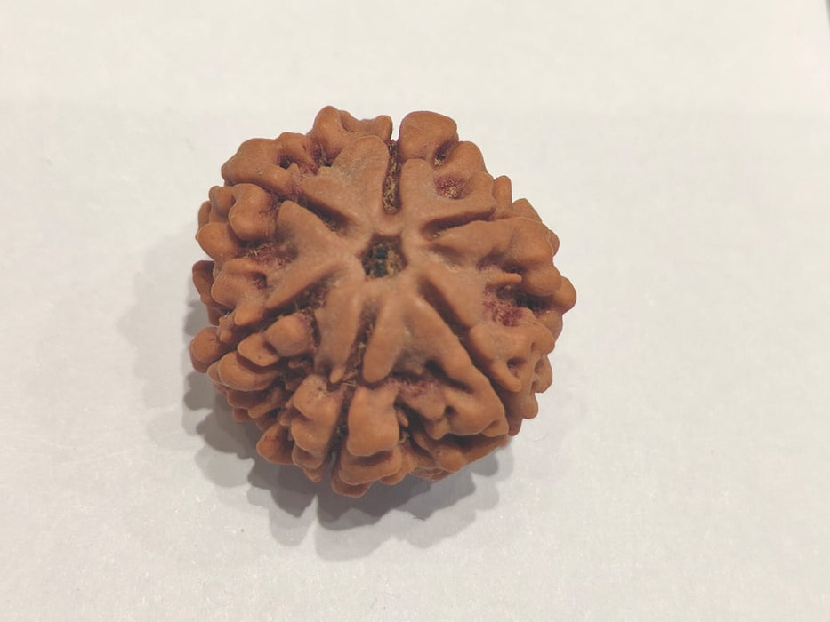 Buy 6 Mukhi Rudraksha Bead Online | Authentic Nepalese Brahmatells Collection