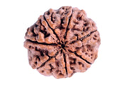 7 Mukhi Light-Brown Rudraksha - Blessings of Sapta Matrika | Brahmatells - BrahmatellsStore