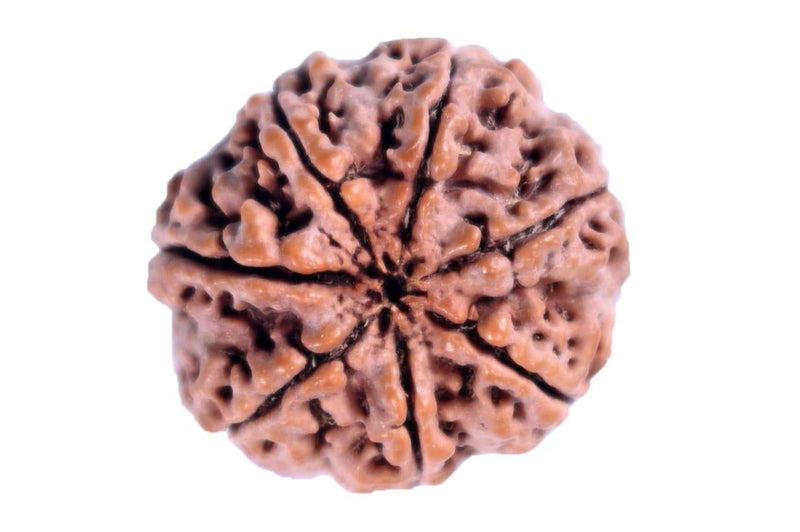 7 Mukhi Light-Brown Rudraksha - Blessings of Sapta Matrika | Brahmatells - BrahmatellsStore