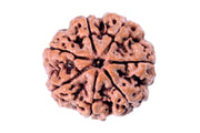 7 Mukhi Light-Brown Rudraksha - Blessings of Sapta Matrika | Brahmatells - BrahmatellsStore