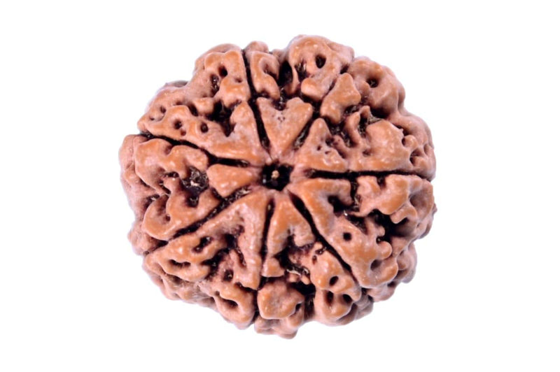 7 Mukhi Light-Brown Rudraksha - Blessings of Sapta Matrika | Brahmatells - BrahmatellsStore