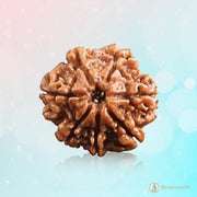 7 Mukhi Light-Brown Rudraksha - Blessings of Sapta Matrika | Brahmatells - BrahmatellsStore