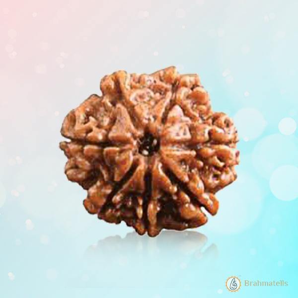 7 Mukhi Light-Brown Rudraksha - Blessings of Sapta Matrika | Brahmatells - BrahmatellsStore