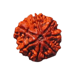 7 Mukhi Rudraksha - Divine Power & Prosperity | Brahmatells - BrahmatellsStore