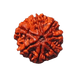 7 Mukhi Rudraksha - Divine Power & Prosperity | Brahmatells - BrahmatellsStore