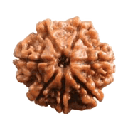 7 Mukhi Rudraksha - Divine Power & Prosperity | Brahmatells - BrahmatellsStore