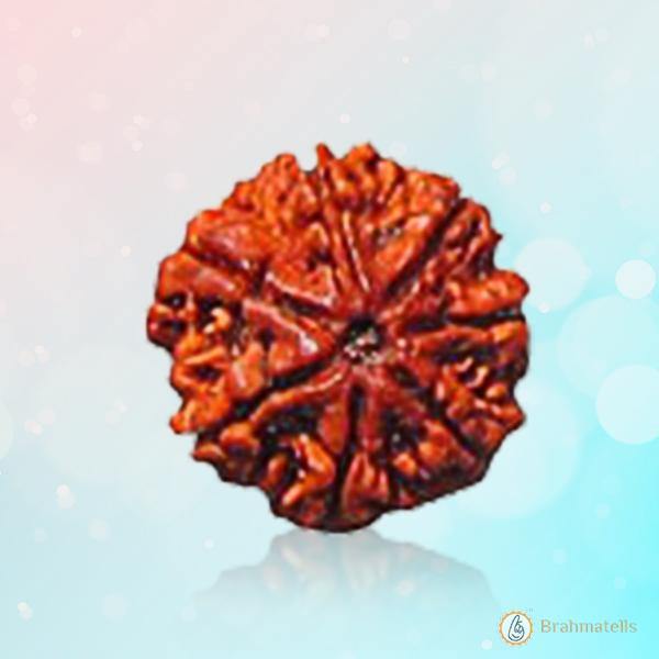 7 Mukhi Rudraksha - Divine Power & Prosperity | Brahmatells - BrahmatellsStore
