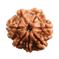 7 Mukhi Rudraksha Java - Unleash Prosperity with Sapta Matrika's Power | Brahmatells - BrahmatellsStore
