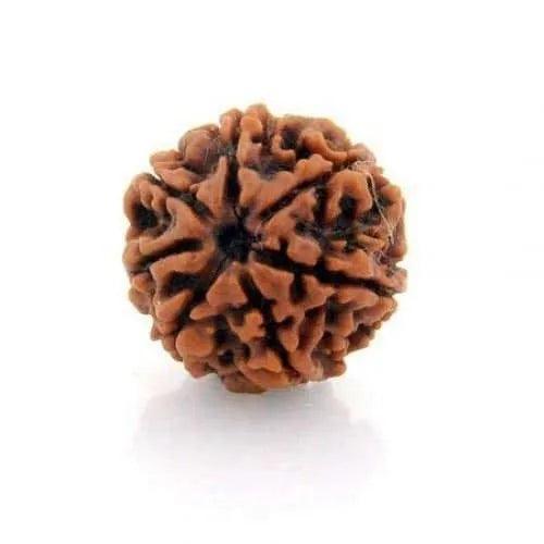 7 Mukhi Rudraksha Java - Unleash Prosperity with Sapta Matrika's Power | Brahmatells - BrahmatellsStore
