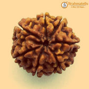 7 Mukhi Rudraksha Java - Unleash Prosperity with Sapta Matrika's Power | Brahmatells - BrahmatellsStore