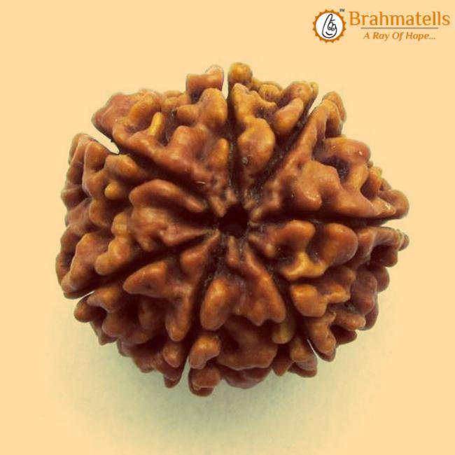7 Mukhi Rudraksha Java - Unleash Prosperity with Sapta Matrika's Power | Brahmatells - BrahmatellsStore