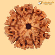 7 Mukhi Rudraksha Java - Unleash Prosperity with Sapta Matrika's Power | Brahmatells - BrahmatellsStore