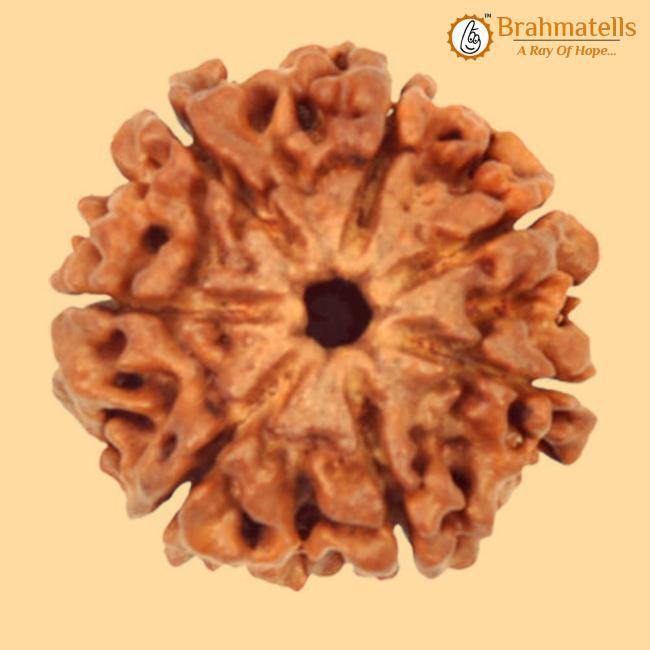 7 Mukhi Rudraksha Java - Unleash Prosperity with Sapta Matrika's Power | Brahmatells - BrahmatellsStore