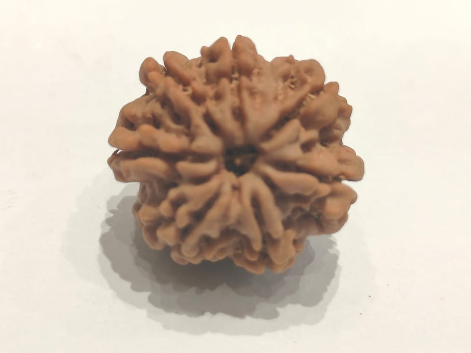 Seven Mukhi Rudraksha Bead - Wealth & Well-being | Brahmatells