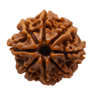 8 Mukhi Rudraksh Bracelet: Connect with Lord Ganesha's Wisdom | Brahmatells - BrahmatellsStore
