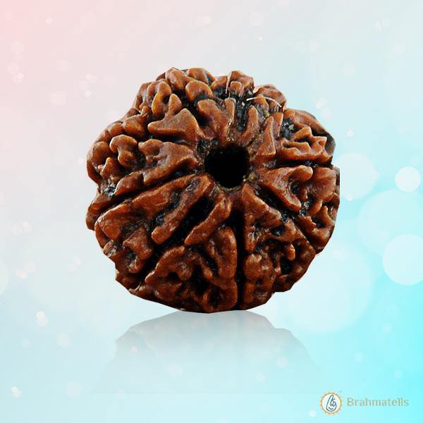 8 Mukhi Rudraksh Bracelet: Connect with Lord Ganesha's Wisdom | Brahmatells - BrahmatellsStore
