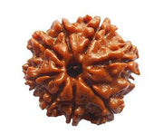 8 Mukhi Rudraksha - Embrace Lord Ganesha's Blessings | Brahmatells - BrahmatellsStore