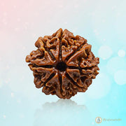 8 Mukhi Rudraksha - Embrace Lord Ganesha's Blessings | Brahmatells - BrahmatellsStore