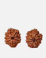 8 Mukhi Rudraksha from Nepal - Pathway to Spiritual Clarity | Brahmatells - BrahmatellsStore