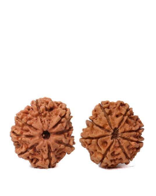 8 Mukhi Rudraksha from Nepal - Pathway to Spiritual Clarity | Brahmatells - BrahmatellsStore