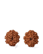 8 Mukhi Rudraksha from Nepal - Pathway to Spiritual Clarity | Brahmatells - BrahmatellsStore