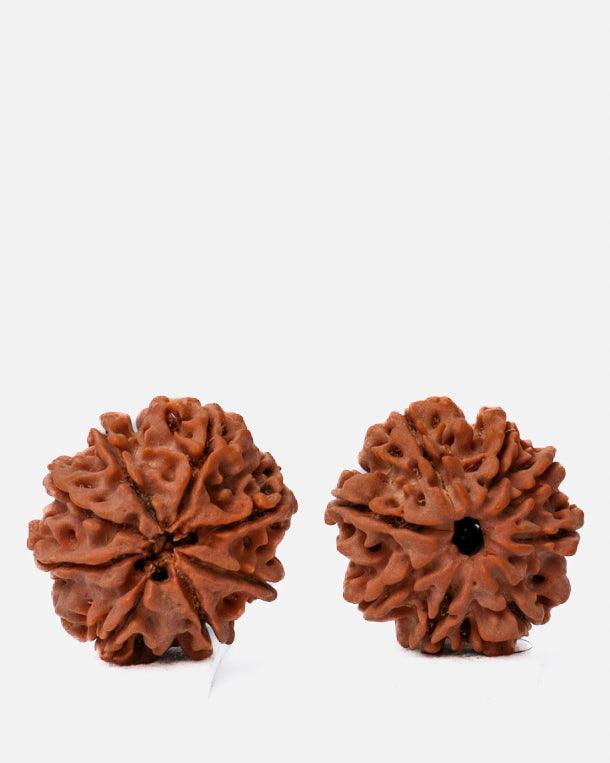 8 Mukhi Rudraksha from Nepal - Pathway to Spiritual Clarity | Brahmatells - BrahmatellsStore