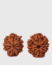 8 Mukhi Rudraksha from Nepal - Pathway to Spiritual Clarity | Brahmatells - BrahmatellsStore