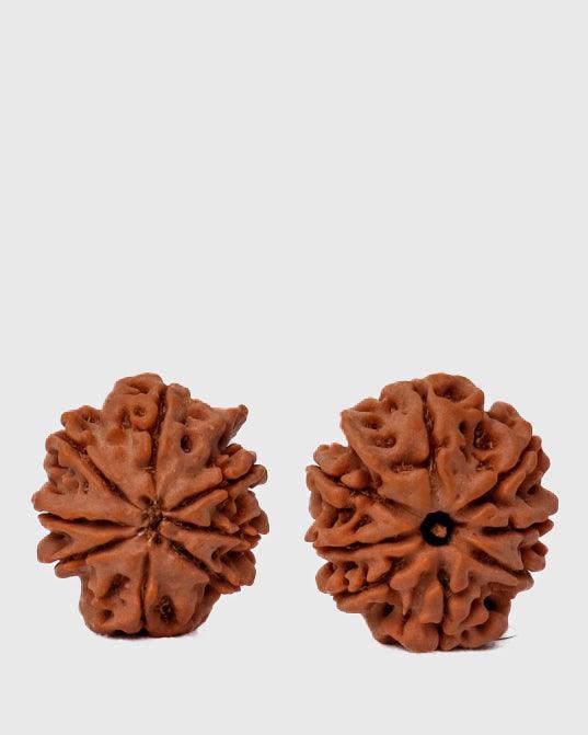 8 Mukhi Rudraksha from Nepal - Pathway to Spiritual Clarity | Brahmatells - BrahmatellsStore